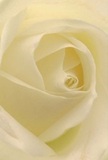 This entrancing image lets you journey right into the heart of a cream-white rose, its petals unfolding in a serene spiral-a gentle dance with the light reminiscent of quiet mornings in Whetstone. Each layer appears soft and flutter-light, the texture hinting at satin while morning brightness plays upon ivory and pale lemon shades. Shadows curl gracefully between the petals, giving the composition a gentle depth and captivating calm. The serenity of the moment shines through, perfectly suited for occasions where peace, admiration, or new beginnings must be expressed. As the subtle sweetness of the bloom's fragrance seems to mingle with the air, you sense the patient touch and local expertise that transform a simple flower into something meaningful. Here, every curve speaks to the artistry and devotion that define Whetstone floristry, offering comfort, beauty, and hope with each petal.